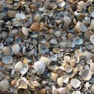 Schelpen in Halve Big Bag (0,5m³)