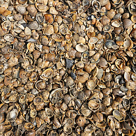 Schelpen (bruin gewassen) in Halve Big Bag (0,5m³)