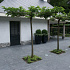Bluestone 100x100x3 cm getrommeld