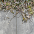 GeoCeramica Timber Grigio 80x40x4 cm